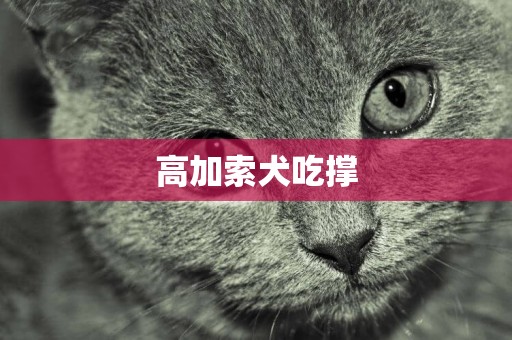 高加索犬吃撐