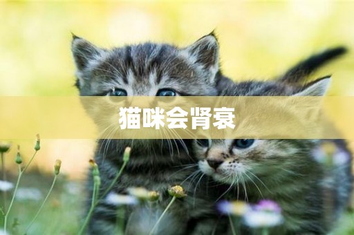 貓咪會腎衰