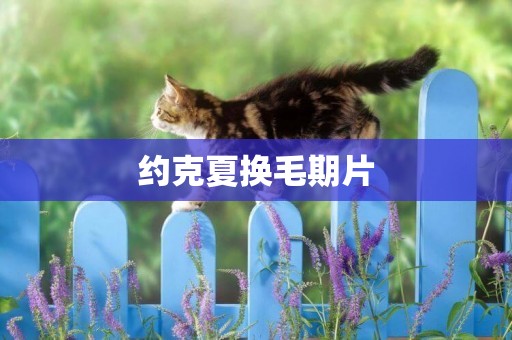 約克夏換毛期片