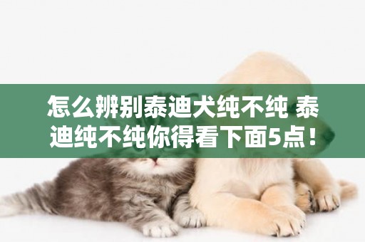 怎么辨別泰迪犬純不純 泰迪純不純你得看下面5點！