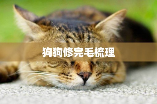 狗狗修完毛梳理