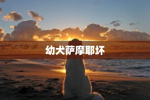 幼犬薩摩耶壞