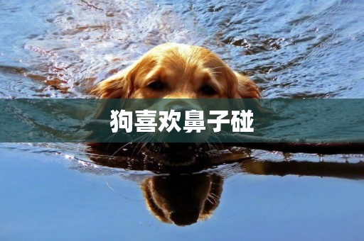 狗喜歡鼻子碰