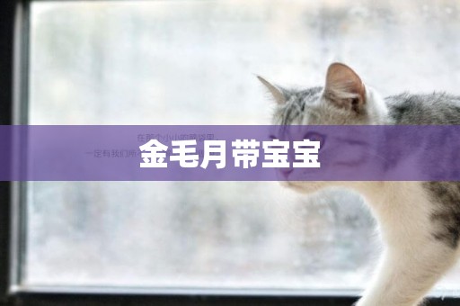 金毛月帶寶寶