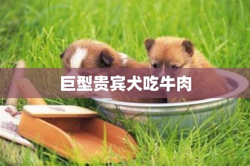 巨型貴賓犬吃牛肉