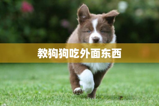 教狗狗吃外面東西
