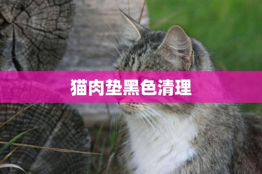 貓肉墊黑色清理