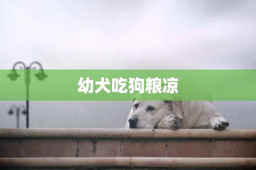 幼犬吃狗糧涼