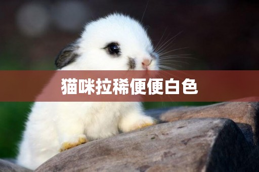 貓咪拉稀便便白色