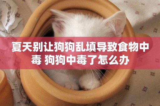 夏天別讓狗狗亂填導致食物中毒 狗狗中毒了怎么辦