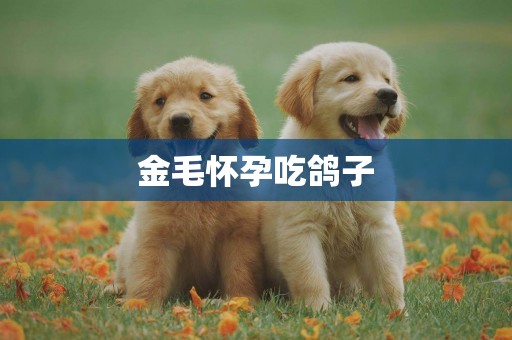 金毛懷孕吃鴿子