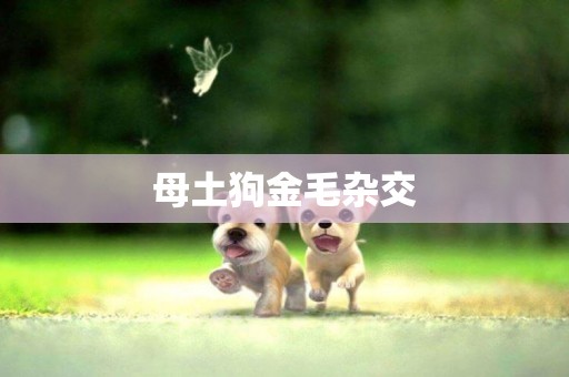 母土狗金毛雜交