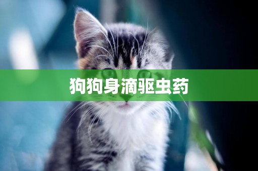 狗狗身滴驅蟲藥