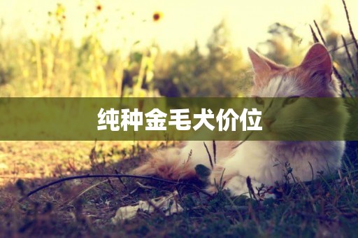 純種金毛犬價位