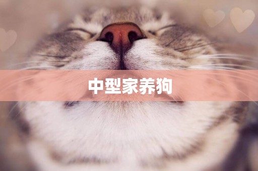 中型家養狗