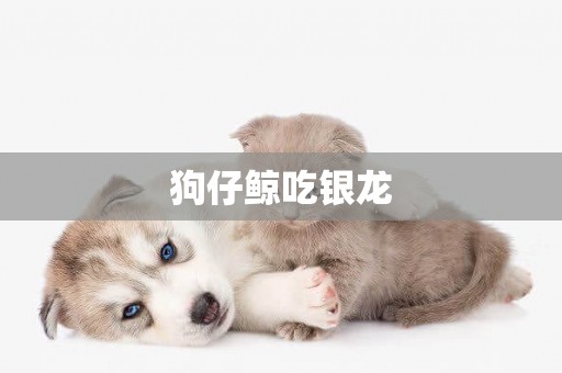 狗仔鯨吃銀龍