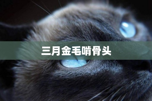 三月金毛啃骨頭