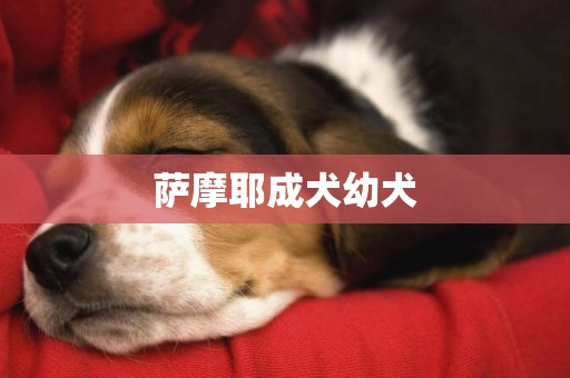 薩摩耶成犬幼犬