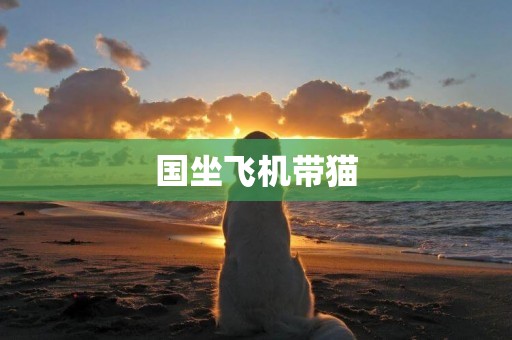 國坐飛機帶貓