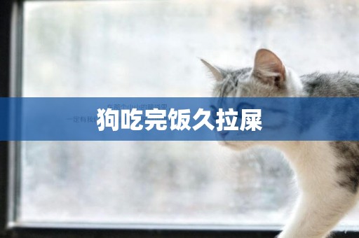 狗吃完飯久拉屎