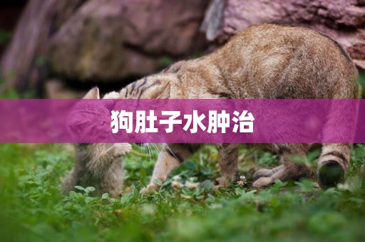 狗肚子水腫治