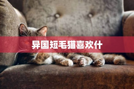 異國短毛貓喜歡什