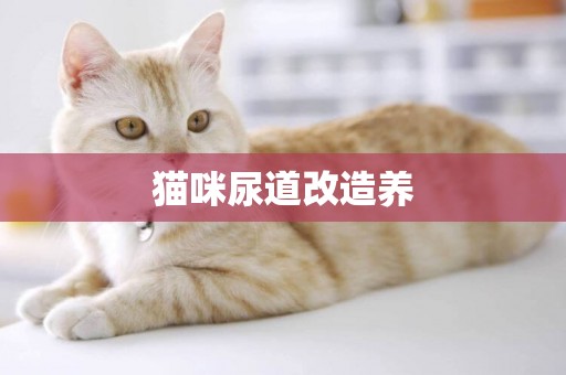 貓咪尿道改造養