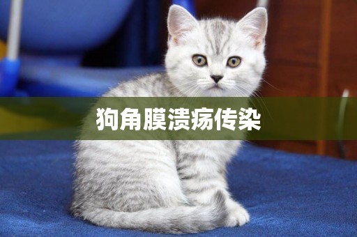 狗角膜潰瘍傳染