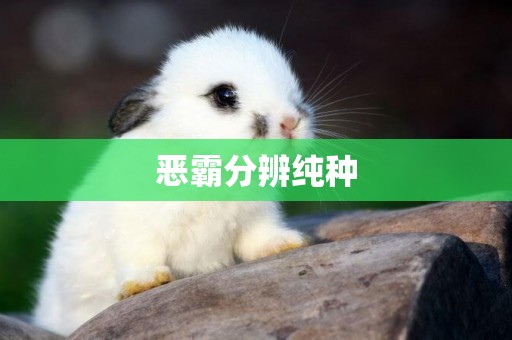 惡霸分辨純種