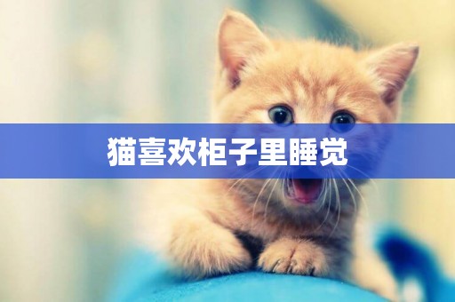 貓喜歡柜子里睡覺