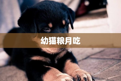 幼貓糧月吃