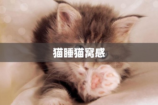貓睡貓窩感