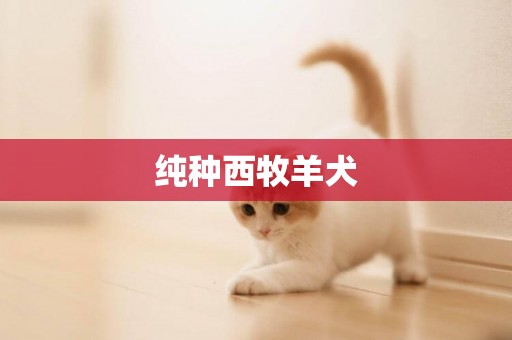 純種西牧羊犬