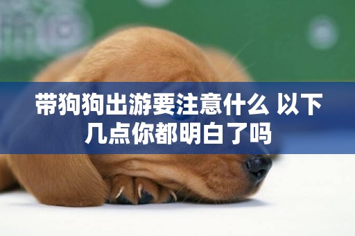 帶狗狗出游要注意什么 以下幾點你都明白了嗎