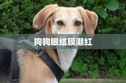 狗狗眼結膜潮紅