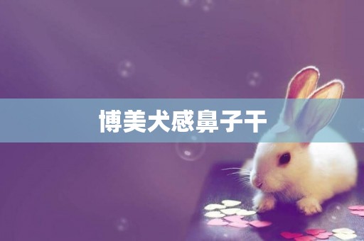 博美犬感鼻子干