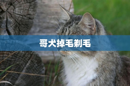 哥犬掉毛剃毛