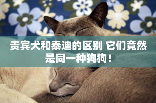 貴賓犬和泰迪的區別 它們竟然是同一種狗狗！