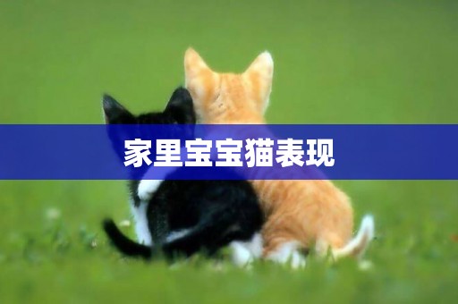 家里寶寶貓表現