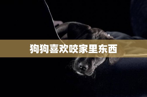 狗狗喜歡咬家里東西