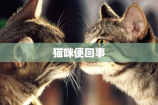 貓咪便回事