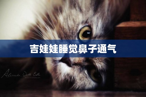 吉娃娃睡覺鼻子通氣