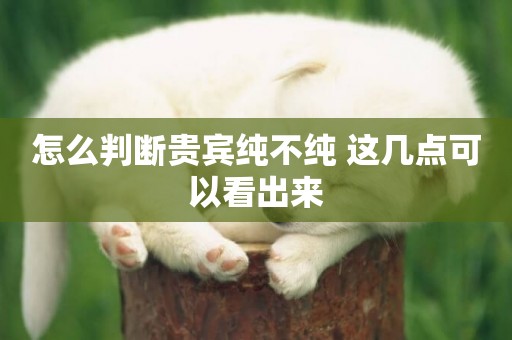 怎么判斷貴賓純不純 這幾點可以看出來
