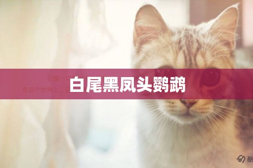 白尾黑鳳頭鸚鵡