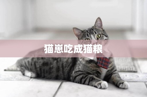 貓崽吃成貓糧