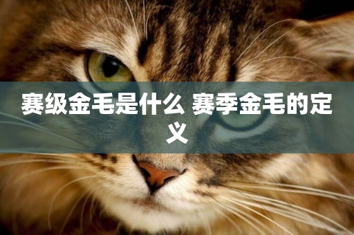 賽級金毛是什么 賽季金毛的定義