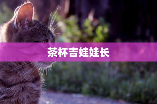 茶杯吉娃娃長