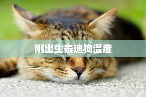 剛出生泰迪狗溫度