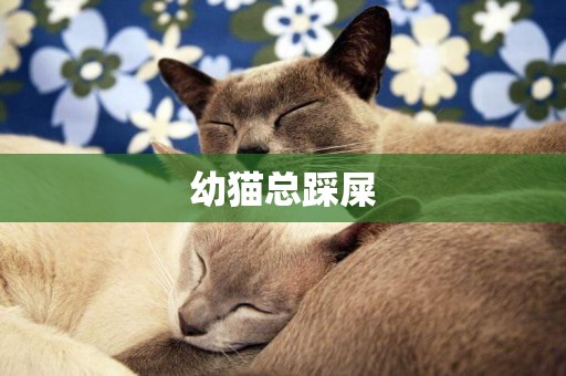 幼貓總踩屎