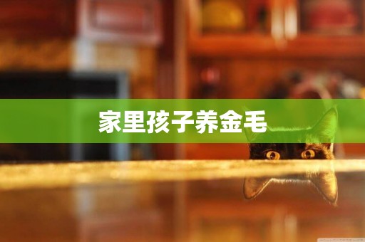 家里孩子養金毛